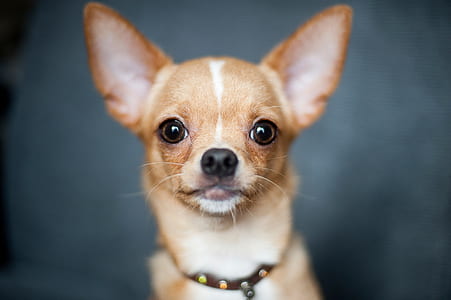 close up photo of tan chihuahua with brown leather collard