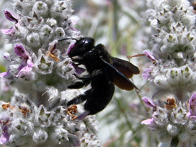 black wasp perching on white and purple flower in close-up photography