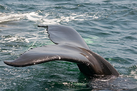 black whale showing tail