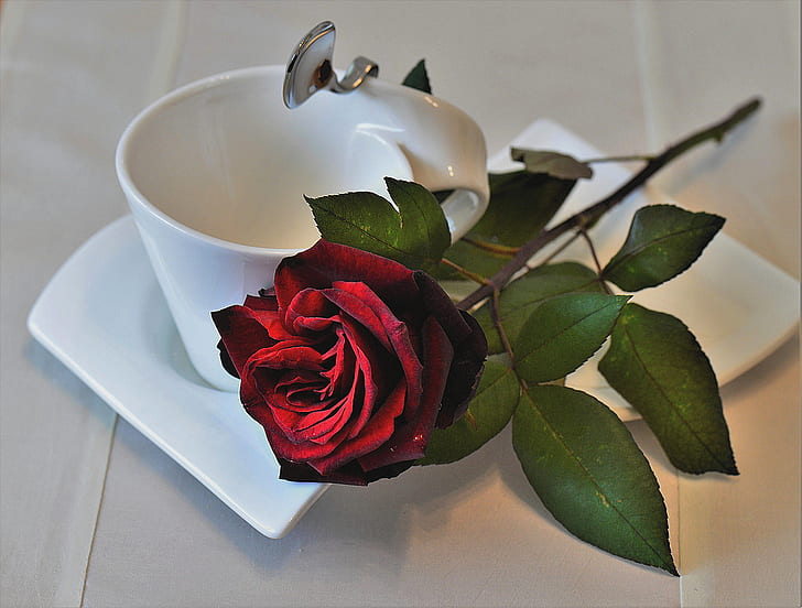 red rose beside white ceramic cup on saucer