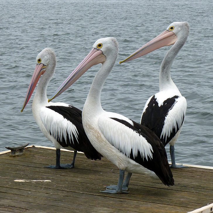 three American white pelicans