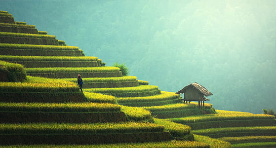 landscape photography of rice terraces during daytime
