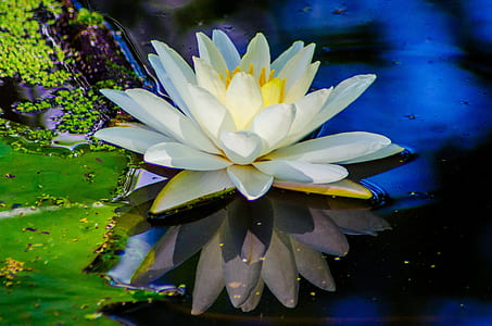 closeup photo of lotus flower