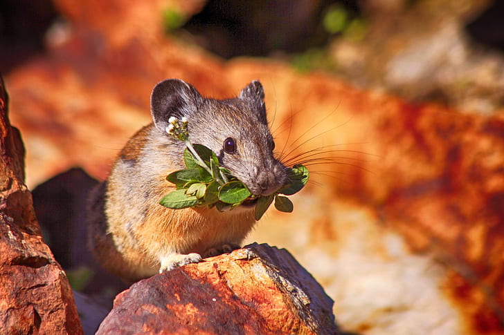 rodent with leaf in it's mouth during day