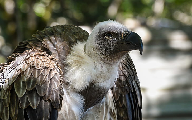 gray and white vulture