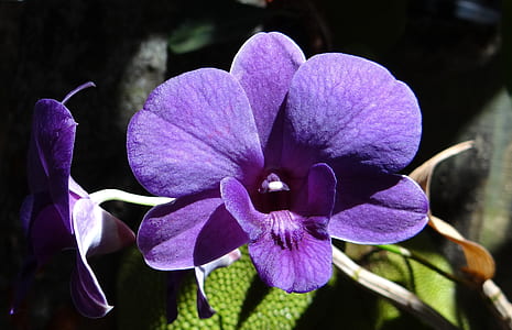 purple moth orchid flower in closeup photography