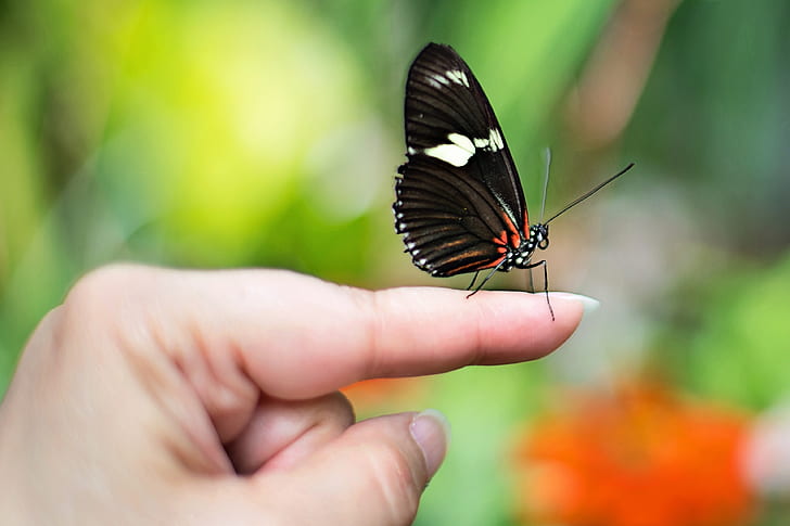 close-up photography of black butterfly on index finger