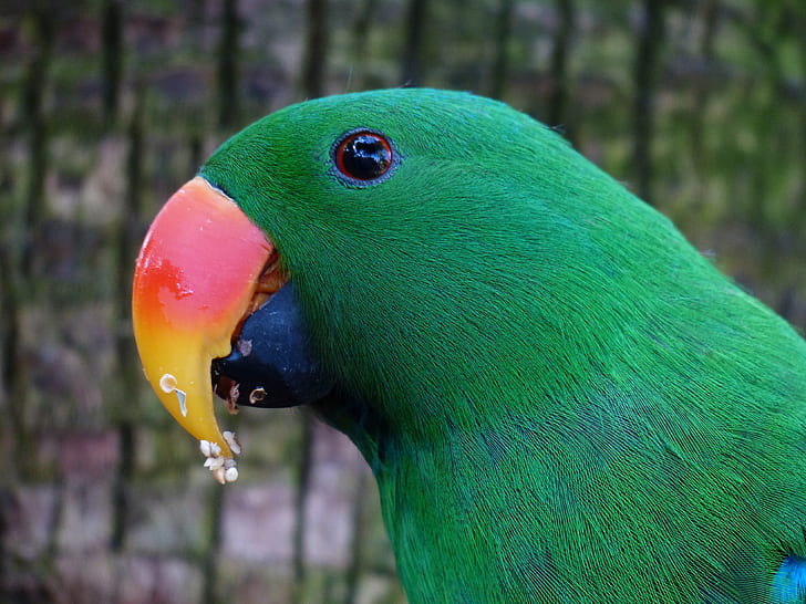 green feathered bird with red and yellow beack