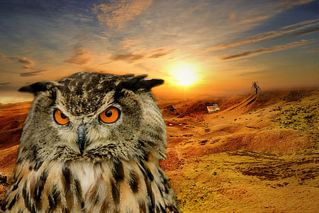 closeup photo of brown owl with sun as background