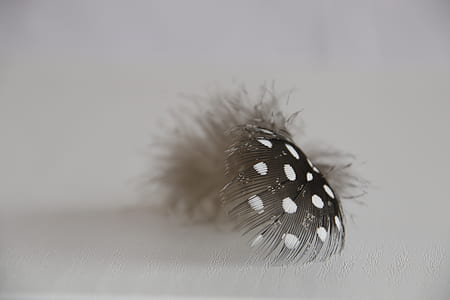 close-up photography of black and white polka-dot feather