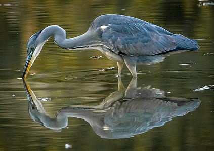 grey heron reflection on body of water