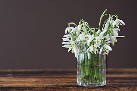 white jasmine \flower in vase