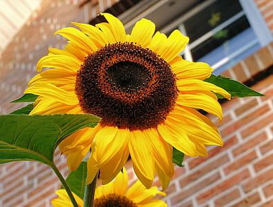 Close Photography of Yellow Sunflower