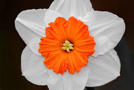 white and orange daffodil in bloom close-up photo