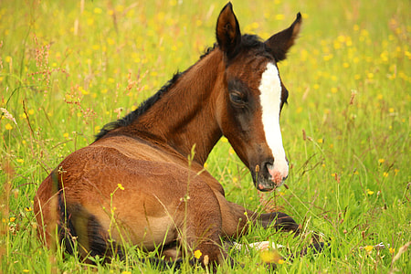 brown and white horse laying on green grass field