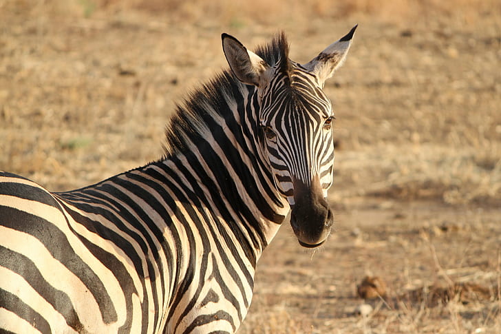 selective focus photo of zebra