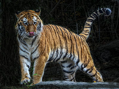 walking tiger at daytime