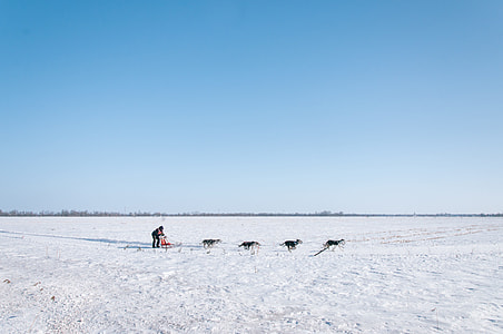 man riding sled with four dogs