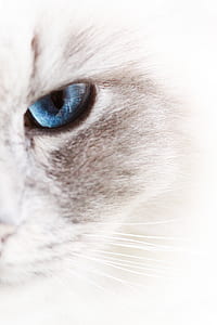 blue eyed white cat