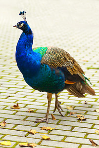 blue, brown, and green peacock standing on gray concrete surface