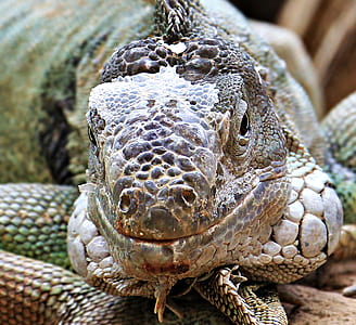 close up photo of brown monitoring lizard