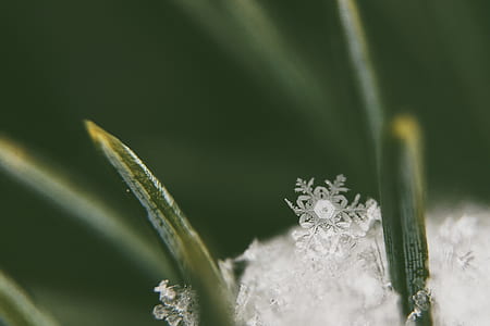 photo of white snow flakes on green leaf