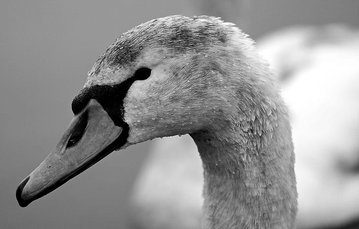 grayscale photo of duck