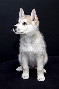 white and brown Siberian husky puppy