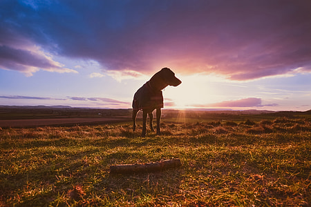 Image of a dog captured during a stunning sunset