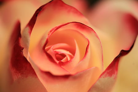 pink rose flower in close up photography