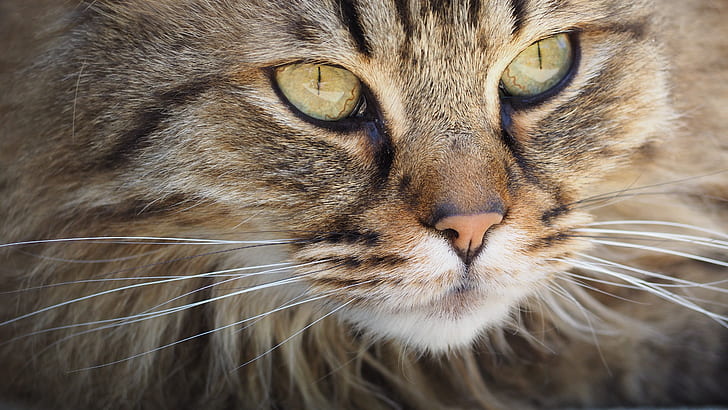brown main coon in focus photography
