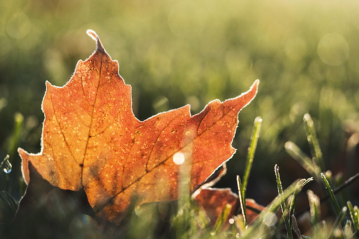 Royalty-Free photo: An orange tree leaf on the ground in Autumn | PickPik