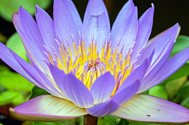 purple and yellow flower water lily flower in closeup photography