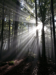 photography of forest during daytime