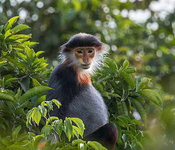 shallow focus photography of black and brown monkey
