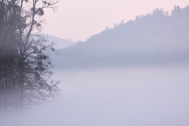 fog, mist, foggy, morning, sunrise, simplistic