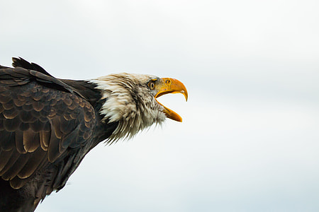 focus photography of bald eagle