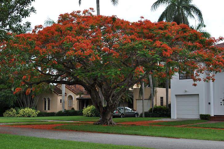 red and green tree near house during daytime