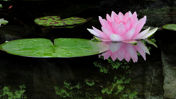 pink waterlily and lily pod above body of water