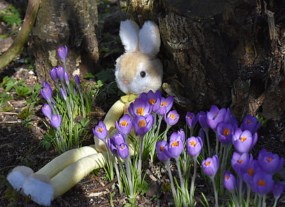 white bunny plush toy near purple flowers