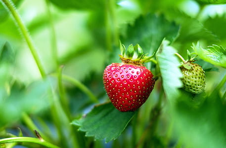 selective focus photography of red strawberry