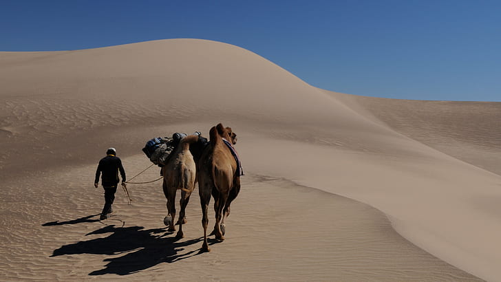 two brown camels walking in desert during daytime