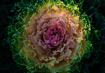 HD Photography Of Flowering Cabbage
