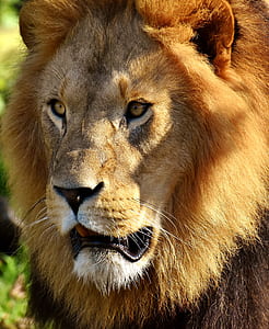 closeup photography of brown lion