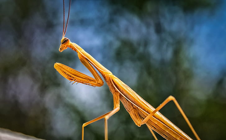 brown praying mantis in close-up photography