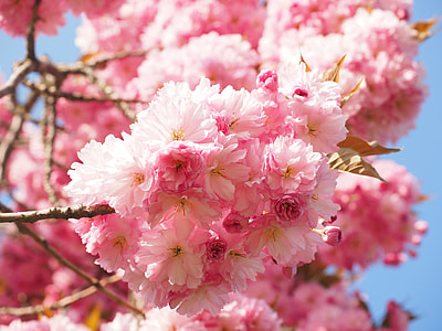pink petaled flowers at daytime