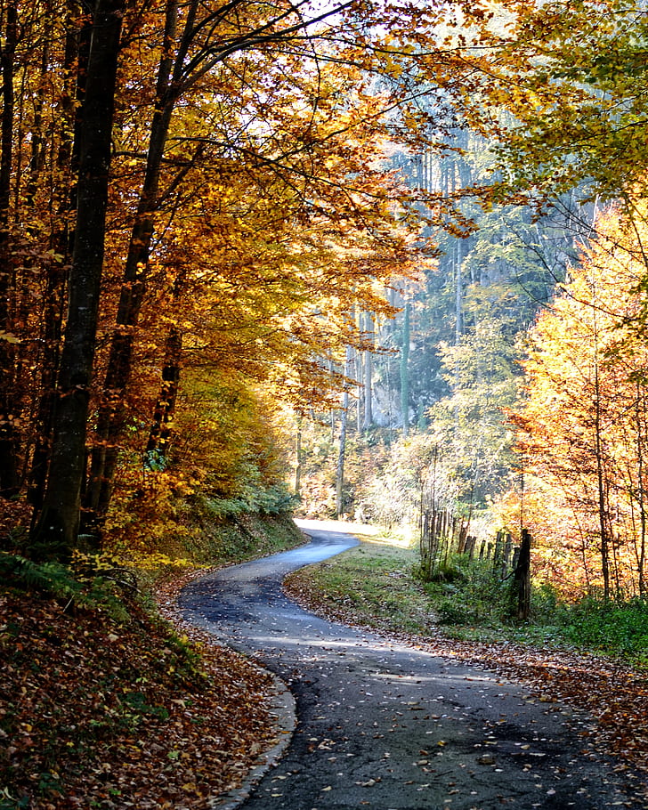 road between autumn trees
