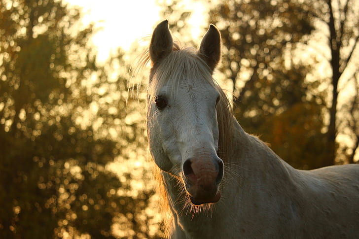 white horse standing during sunset