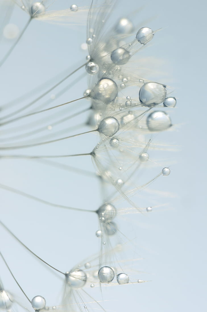 macro photography of water dew on dandelion