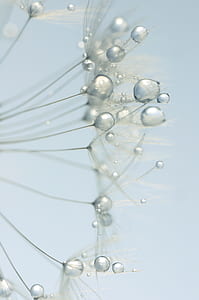 macro photography of water dew on dandelion